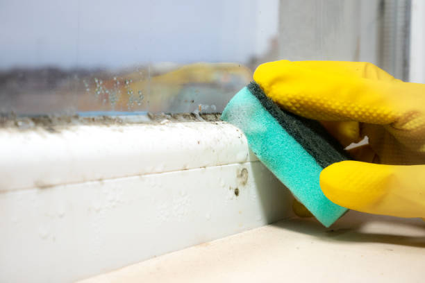 Best Attic Mold Removal  in Germantown, WI