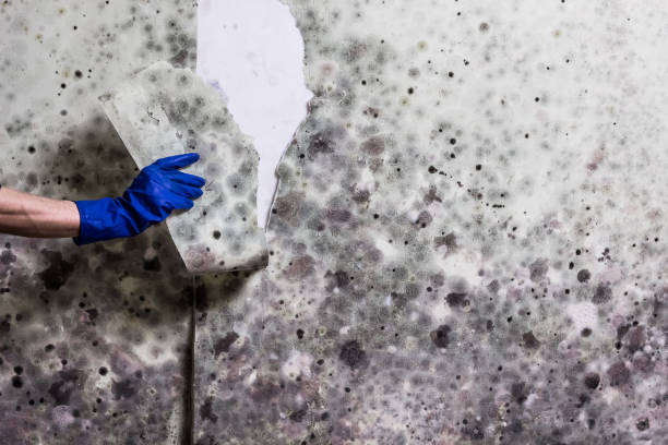 Best Emergency Mold Removal  in Germantown, WI