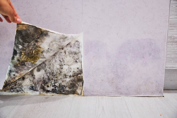 Best Mold Damage Repair  in Germantown, WI